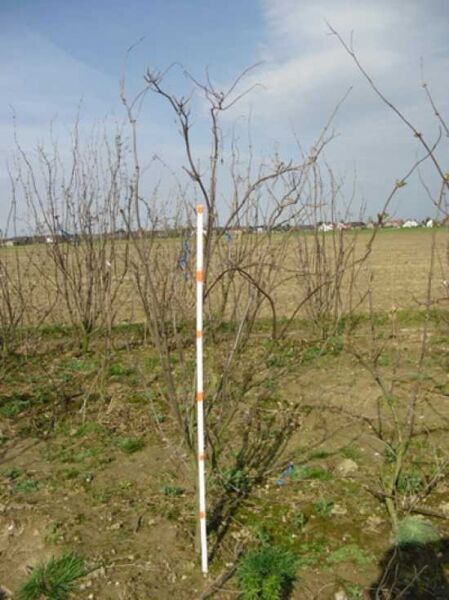 Sambucus racemosa / Trauben-Holunder 125-150 cm m. Db., mehrtriebiger Strauch mit kahlen, verzweigten Trieben im Feldbestand.