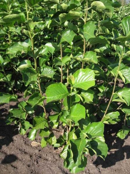 Magnolia denudata 'Double Diamond' / Yulan-Magnolie 'Double Diamond', 125–150 cm m. B., junge Pflanze mit grünen Blättern im Feld