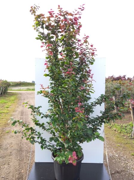 Eisenholzbaum 'Cherry Tips' / Eisenholzbaum 'Cherry Tips'