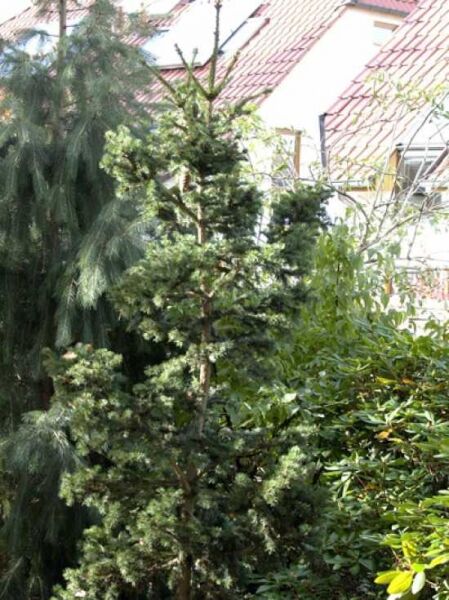 Picea abies 'Lombarts' / Lockere Kegel-Fichte