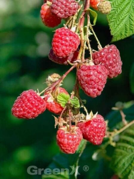 Himbeere 'Meeker' / Rubus idaeus 'Meeker ®'