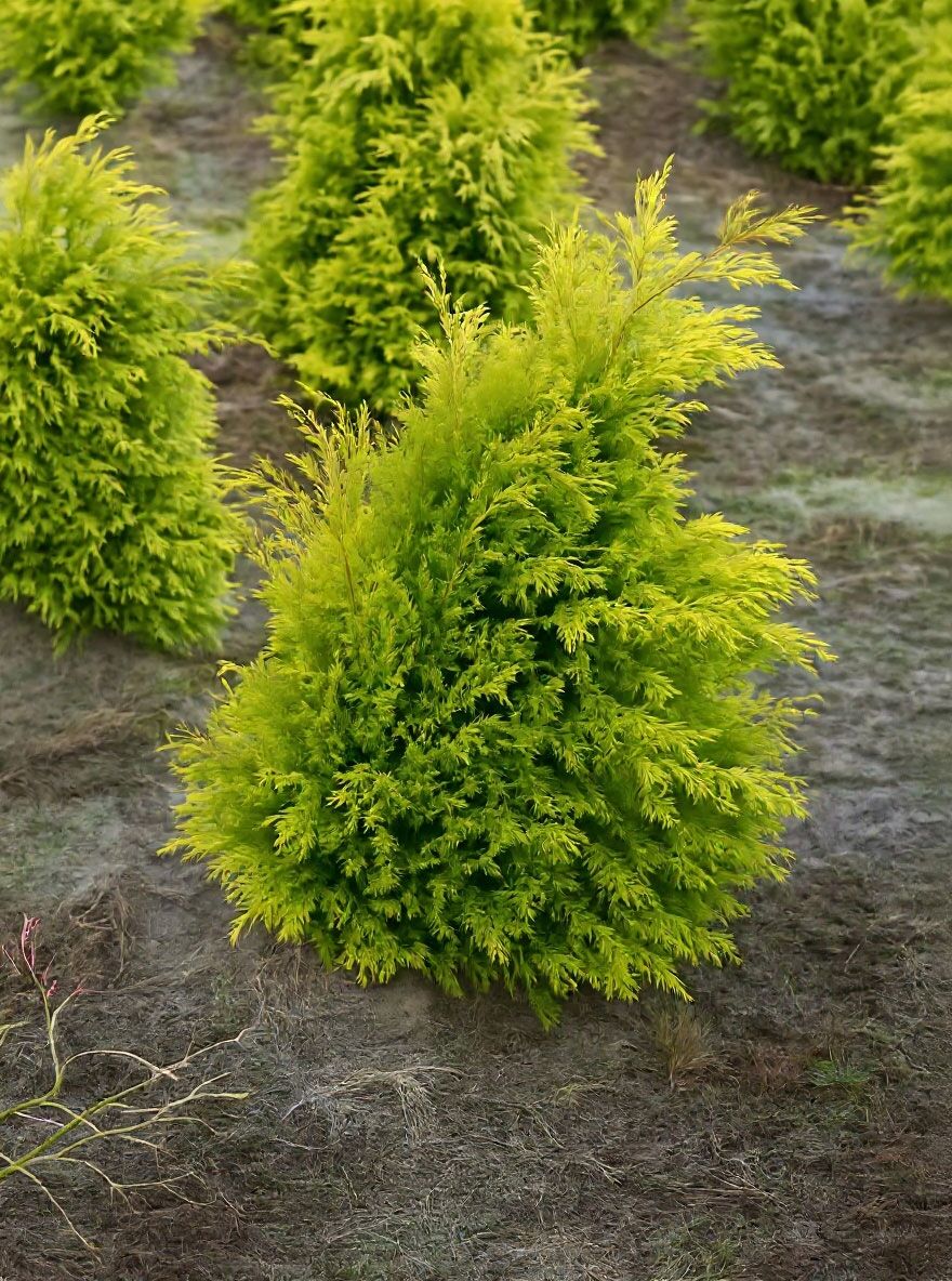 Lebensbaum 'Yellow Ribbon' - Thuja occidentalis 'Yellow Ribbon' -  Baumschule NewGarden