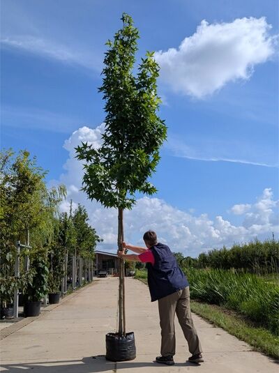 Liquidambar styraciflua 'Slender Silhouette' / Säulen-Amberbaum 'Slender Silhouette' Hochstamm 14-16 StU im Container, schlanke Krone