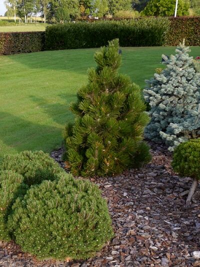 Pinus heldreichii 'Compact Gem' / Kompakte Schlangenhautkiefer / Zwerg-Schlangenhautkiefer