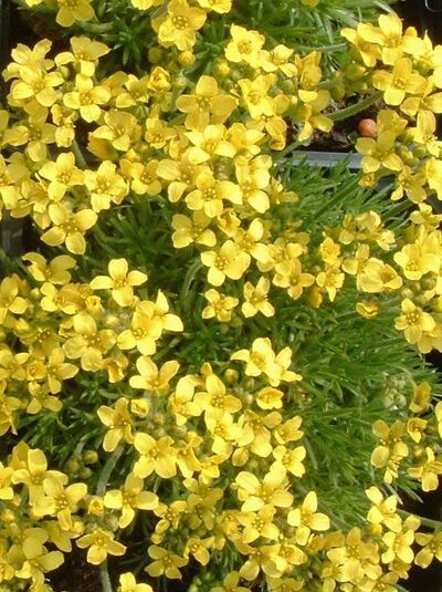 Olymp-Hungerblümchen / Olymp-Hungerblümchen